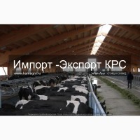Продажа коров дойных, нетелей молочных пород в Белоруссии