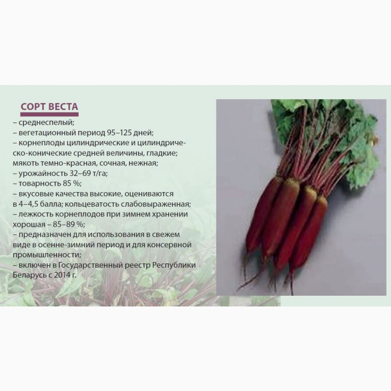 Фото к объявлению: семена свеклы столовой белорусской селекции — Rusboard