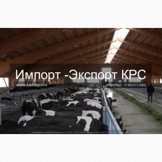Продажа коров дойных, нетелей молочных пород в Украине