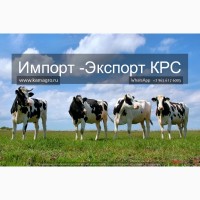 Продажа коров дойных, нетелей молочных пород в Украине