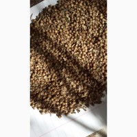 Продам кориандр зерно неочищенное