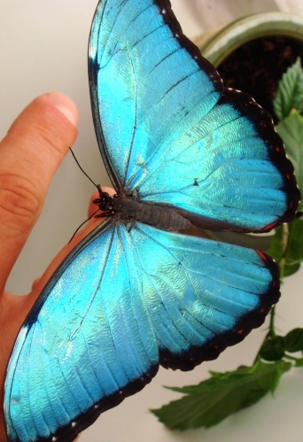 Фото 1/3. Продажа Живых тропических бабочек 30 видов и Голубых Морф