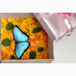Продажа Живых тропических бабочек 30 видов и Голубых Морф