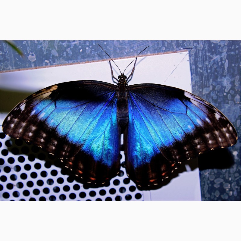 Фото 2/3. Продажа Живых тропических бабочек изФилиппин более 30 Видов