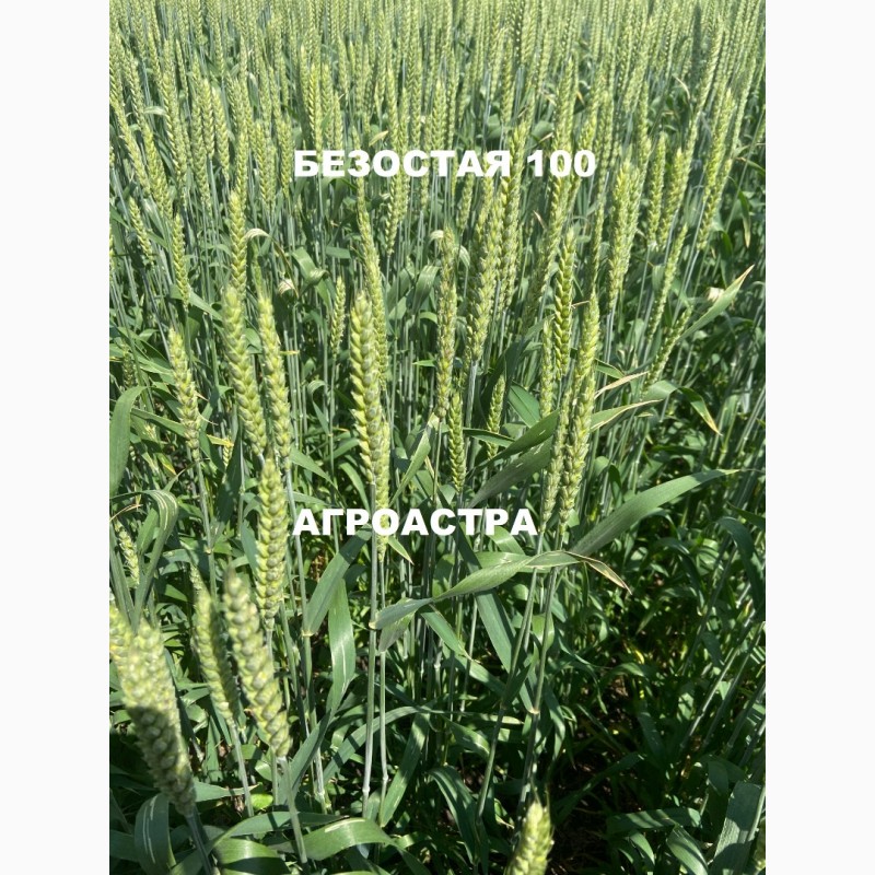 Фото 2. Семена озимой пшеницы краснодарской селекции ЭС