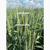 Семена озимой пшеницы краснодарской селекции ЭС