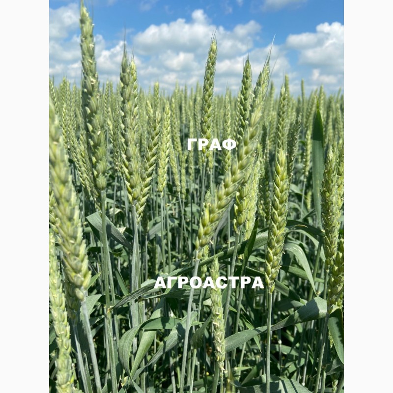 Фото 5. Семена озимой пшеницы краснодарской селекции ЭС