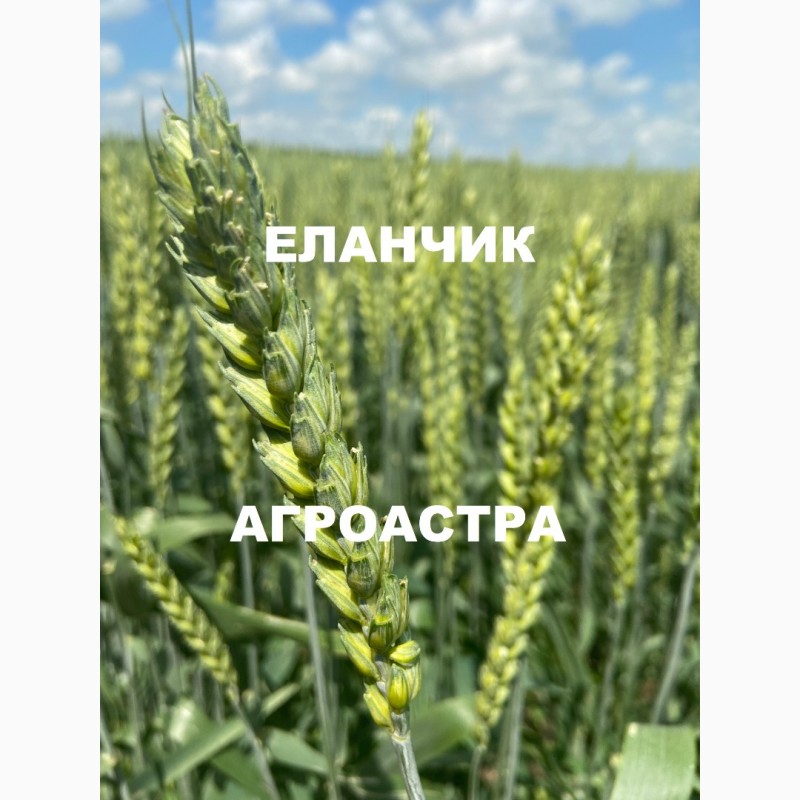 Фото 6. Семена озимой пшеницы краснодарской селекции ЭС