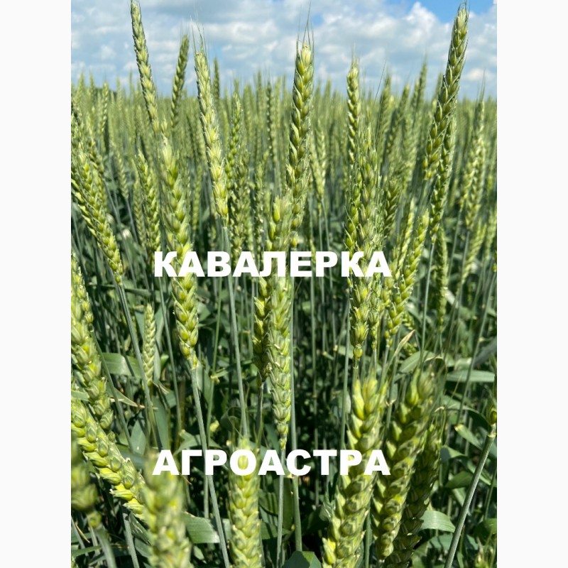 Фото 7. Семена озимой пшеницы краснодарской селекции ЭС